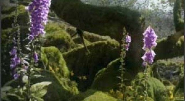 Plante cu caracter