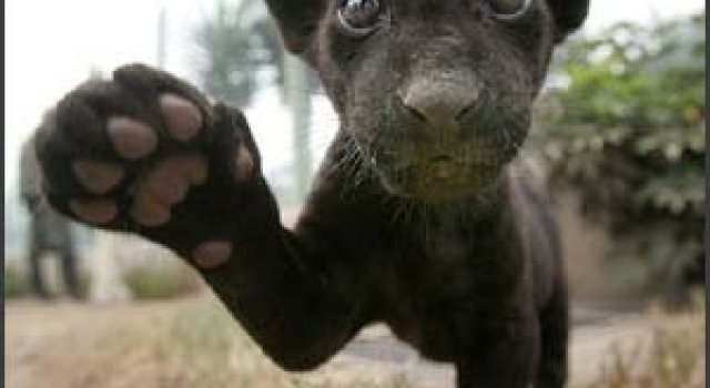 17 poze cu animale fericite