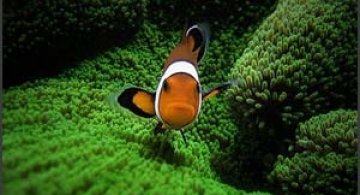 40 vederi splendide ale vietii marine