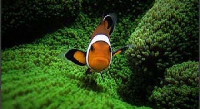 40 vederi splendide ale vietii marine