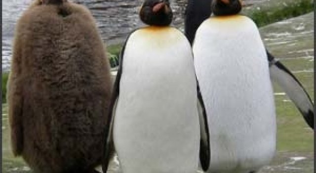 Frumusete de pinguin