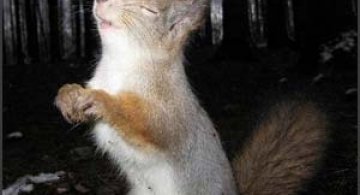 32 de imagini cu animale simpatice