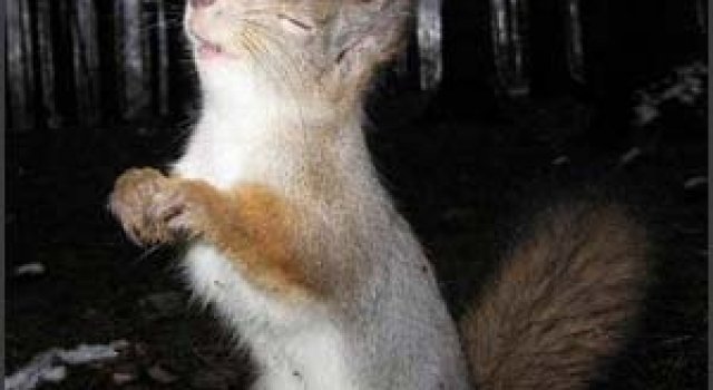 32 de imagini cu animale simpatice