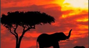 Taramuri mirifice: Kenya