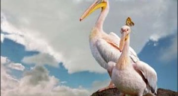 10 animale superbe