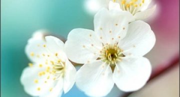 25 de poze superbe cu flori