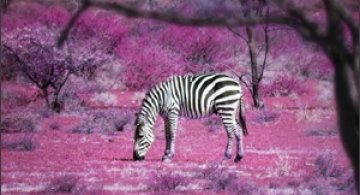 10 poze superbe: Africa