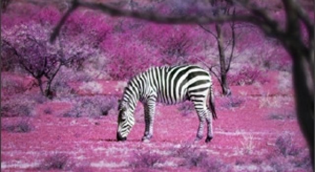 10 poze superbe: Africa