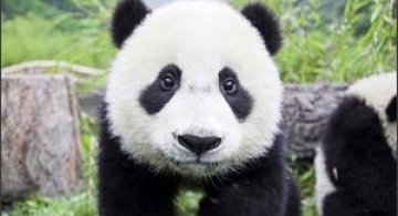 75 de fotografii cu animalute superbe