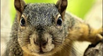 Vedeta zilei: veverita