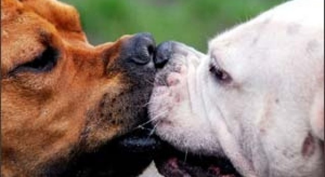 Cand animalele se iubesc: 40 poze superbe