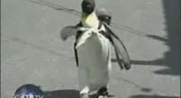 Pinguinul domestic