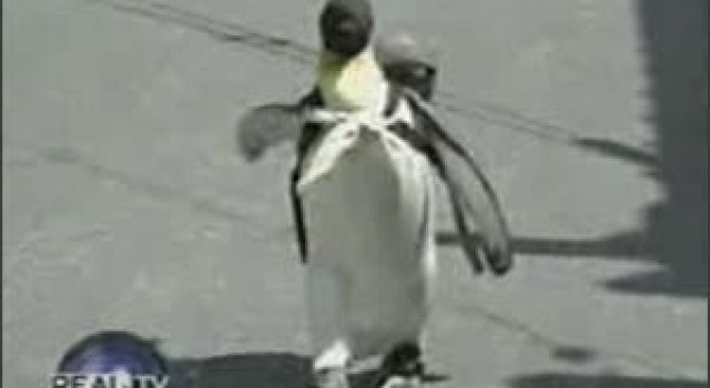 Pinguinul domestic