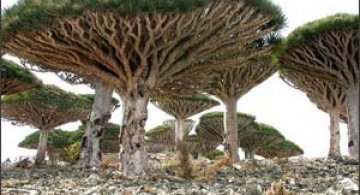 Cel mai bizar loc de pe planeta - Insula Socotra