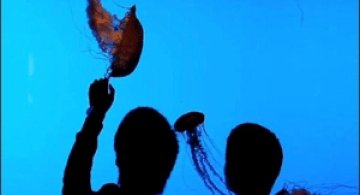 Meduze pe ritmurile melodiei Come Back When You Can