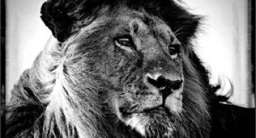 Laurent Baheux - Fotografii splendide cu animale