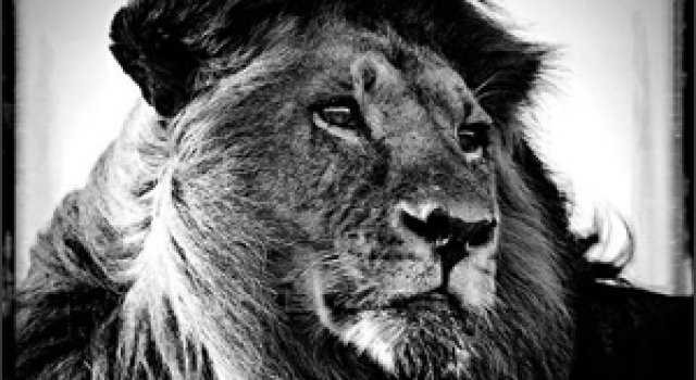Laurent Baheux - Fotografii splendide cu animale