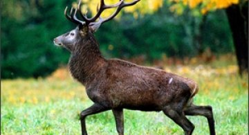 Animale in salbaticie: Andris Eglitis