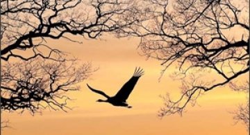 25 de fotografii cu frumoasa natura salbatica