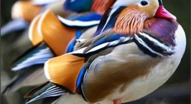 Magia unei lumi: 25 de fotografii NatGeo