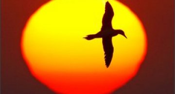 30 de fotografii profesioniste: Natura salbatica