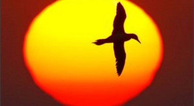 30 de fotografii profesioniste: Natura salbatica
