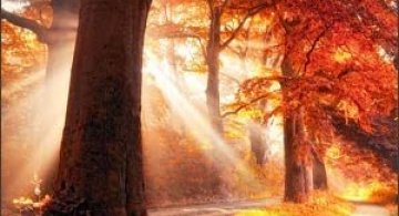 Jocuri intre lumina naturala, umbre, frunze de toate culorile...