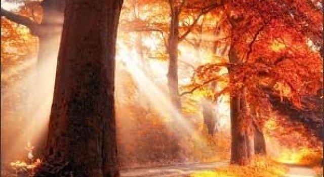 Jocuri intre lumina naturala, umbre, frunze de toate culorile...