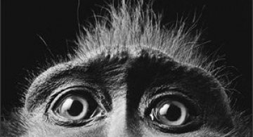 Fotografii excelente de Tim Flach