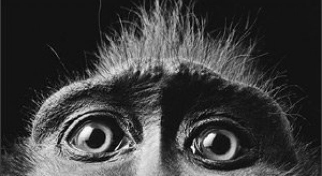Fotografii excelente de Tim Flach
