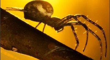 Fotografii macro fabuloase