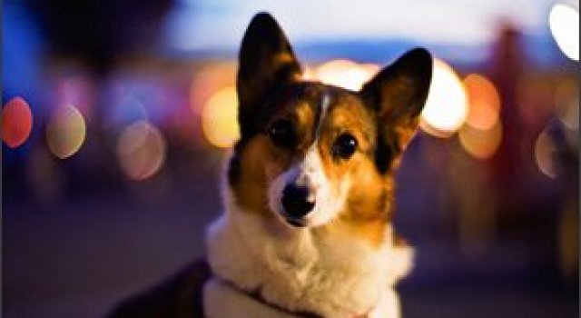 Oare pe catel in cheama Bokeh?