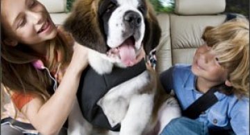 Asa ceva nu se rateaza: Pisicute si catei!