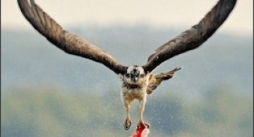 Natura vazuta de Uri Kolker: 28 de fotografii