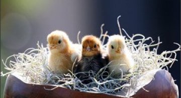 Atentie: Animale simpatice in 45 de poze!