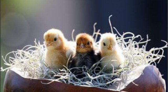 Atentie: Animale simpatice in 45 de poze!