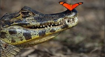 Un fluture rosu pe nasul unui crocodil