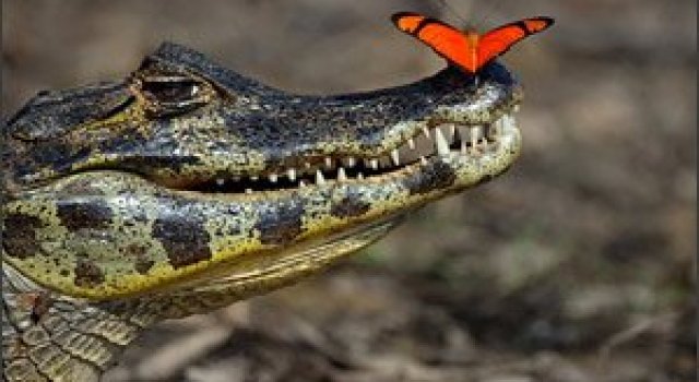 Un fluture rosu pe nasul unui crocodil