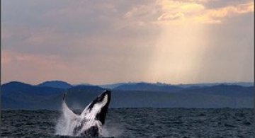 Intram in apa! 20 de fotografii cu lumea submarina!