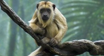 27 de fotografii cu animale!