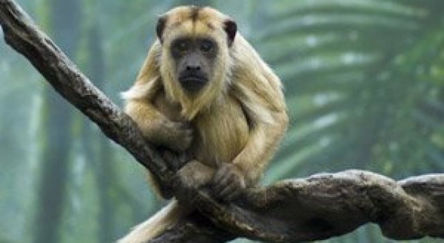27 de fotografii cu animale!