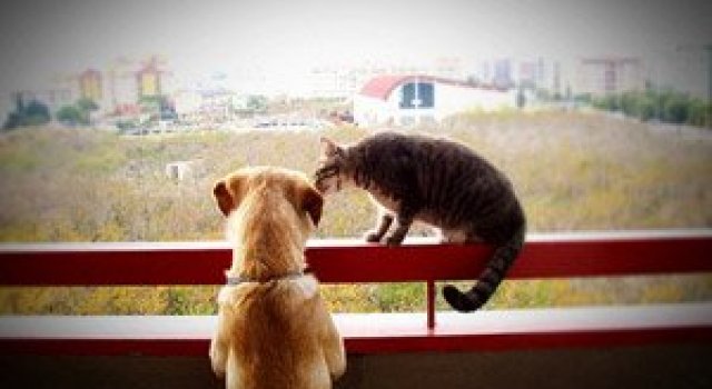 Caini si pisici in 22 de fotografii