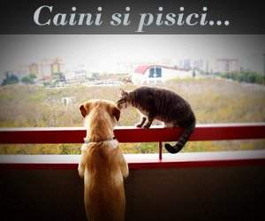 Caini si pisici in 22 de fotografii