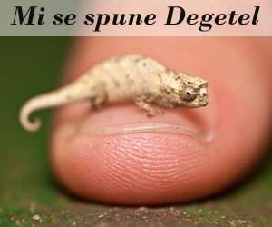 Astea da fotografii cu animale in salbaticie!
