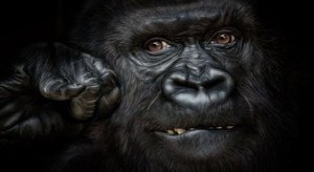 Animale in poze de exceptie