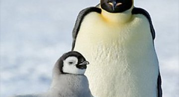Fotograful David Schultz a marsaluit cu imparatul-pinguin