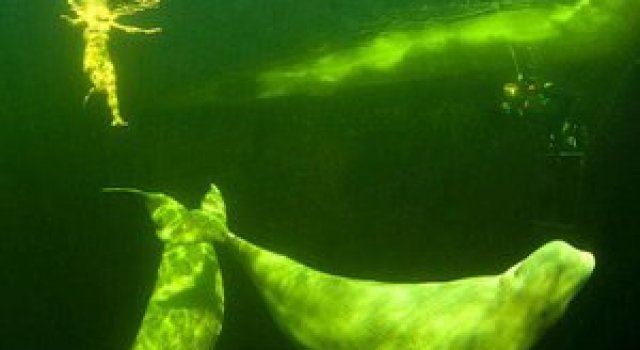 La joaca cu balenele albe de la Cercul Polar