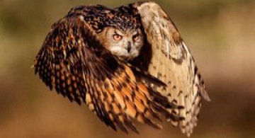 National Geographic da lectii de frumusete naturala