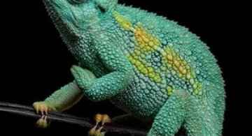 Portrete cameleonice de Igor Siwanowicz