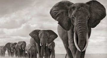 Recurs la Africa, de Nick Brandt